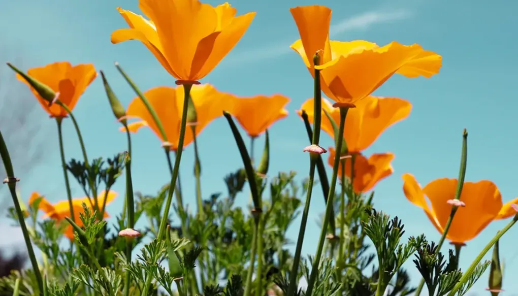 California Poppy