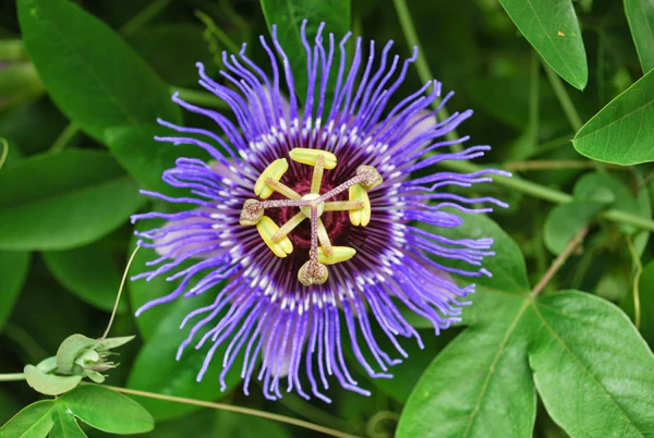 Passionflower
