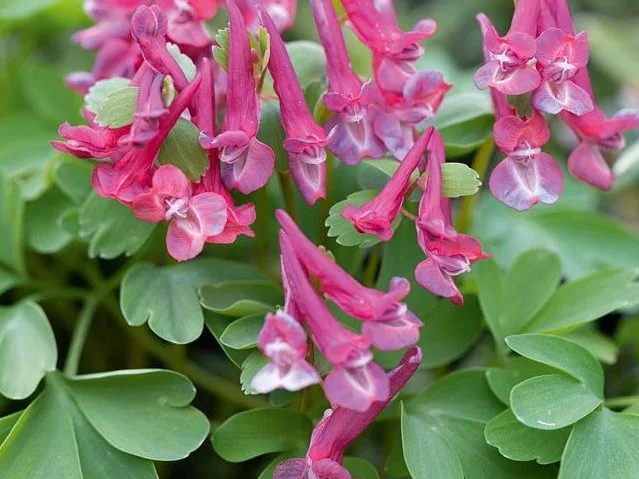 Corydalis