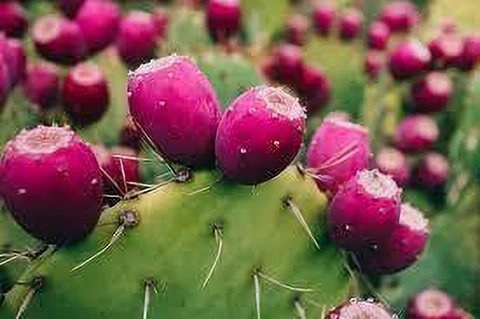 Prickly Pear